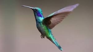 Oiseaux - Le photographe ( celui ou celle qui publie les photographie ) peut rédiger un descriptif de son choix photo par photo. Ce descriptif est en mode texte est s'affiche automatiquement ou non selon la configuration du site web au niveau global.
La par exemple cette photo est celle d'un ABDERFDESZG