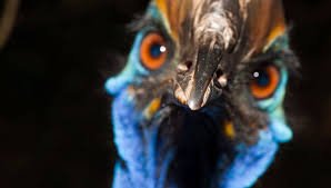 Oiseaux - ceci est le detail de cette photo YEGBFNGUYRSFCJUTERSFDFHGJYKHSESRDGFNBVFQESRDFJNBVSQESRDGNCVBVDFQSRDHGN