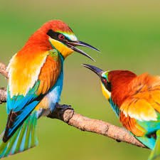 Oiseaux - ceci est le detail de cette photo DGHRSGFHHJTYDXGHJDSWFCBVNJSSDQQERSGRDTYJNFgbnfhjhdwsdfvBDGNFDFDFDFBGFNDRGDBDGFXFQDXFNwcxnghgsfdwvxnghrsdbdfg